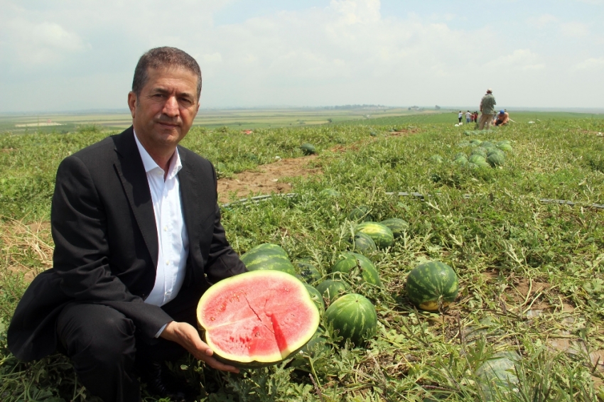 Adana’da karpuz hasadı başladı