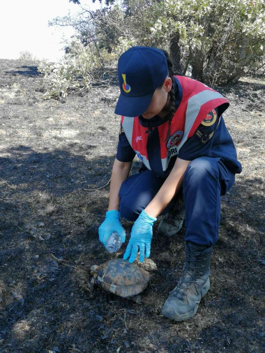 Yangından kaçamayan kaplumbağalar kurtarıldı