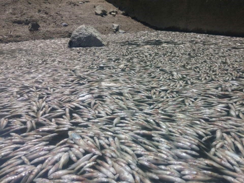 Bursa’da toplu balık ölümleri