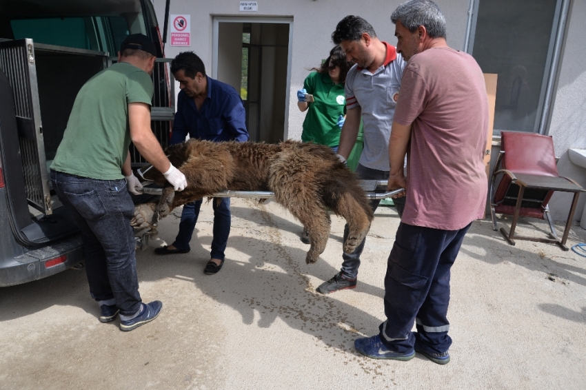 Bilecik’te aracın çarptığı ayı tedavi altına alındı