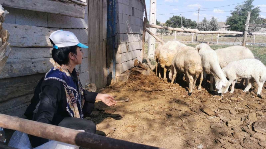 Kendisine alışamayan koyunlar için babasının kılığına girdi