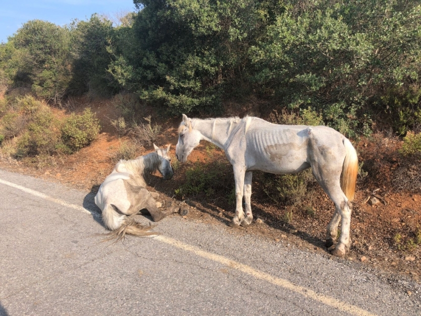 Büyükada’da yaralı halde can çekişen at yürekleri sızlattı