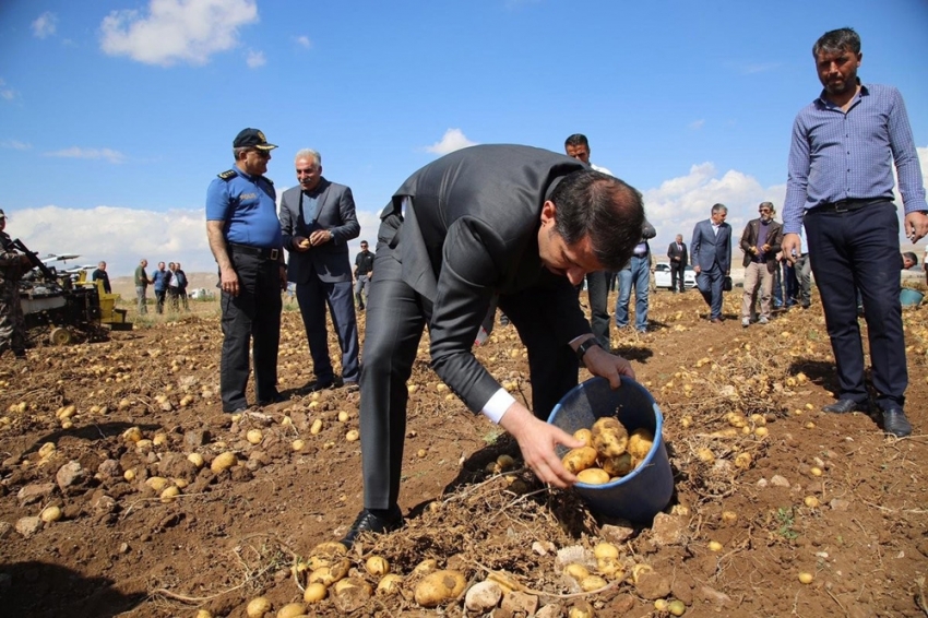 Sivas’ta patates hasadı başladı