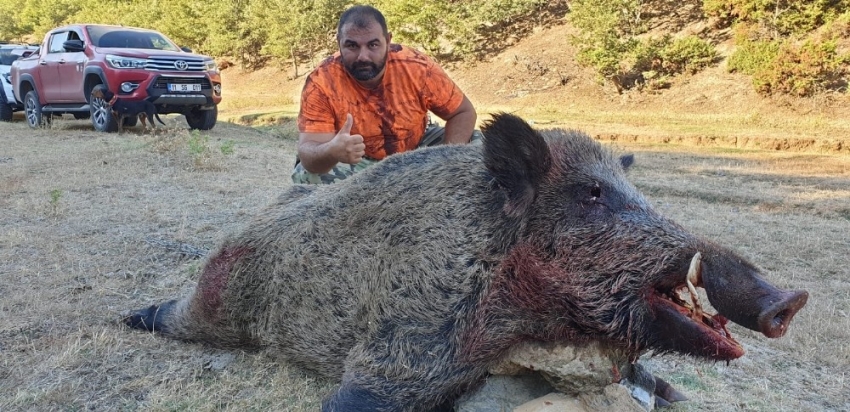 Tarlaları talan eden domuz yakalandı.