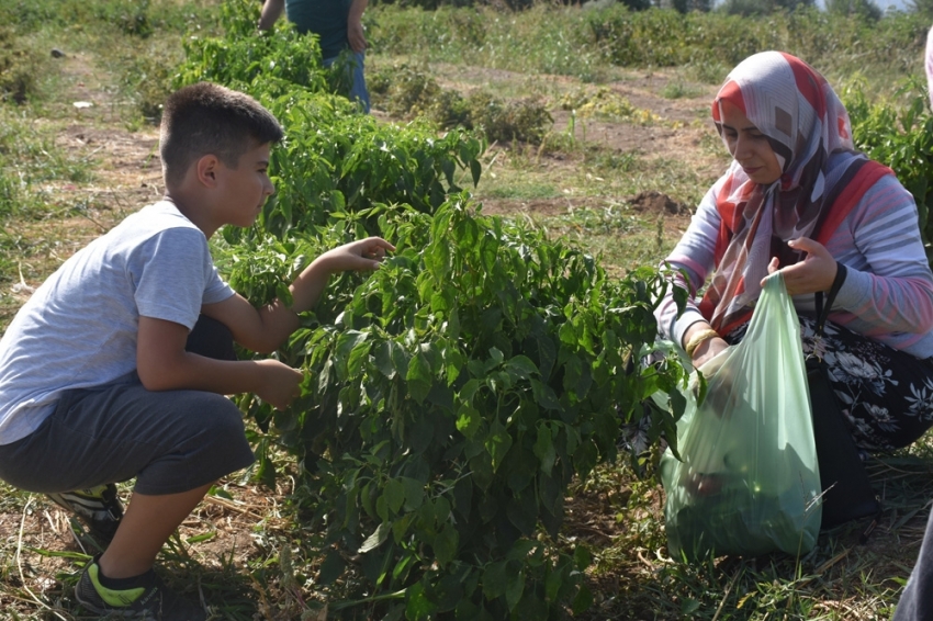 Müşteri tarladan sebzesini kendi topluyor