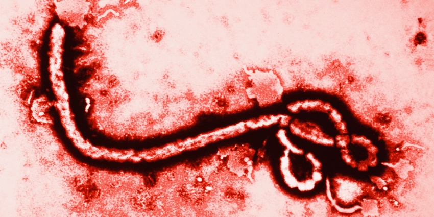 Ebola'ya karşı en etkili ilaç bulundu