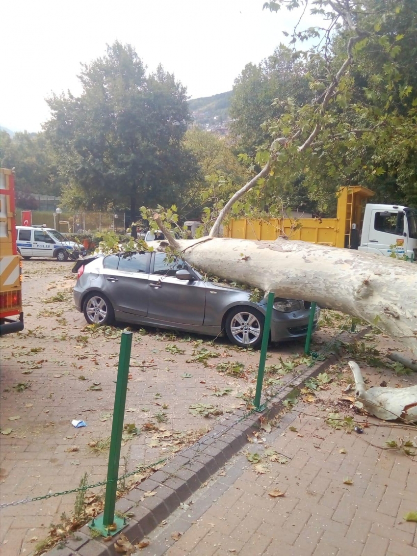 Bursa'da ağaç aracın üstüne devrildi