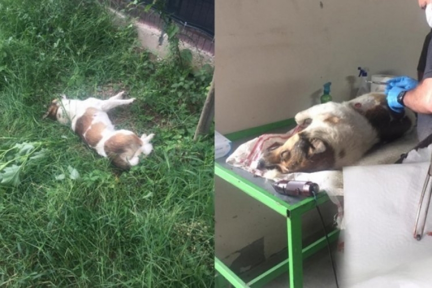 Bursa'da bir köpek pompalı tüfekle öldürüldü