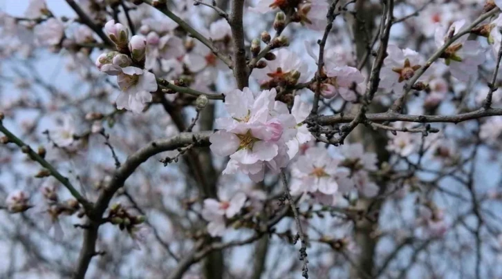 Edirne’de badem ağaçları erken çiçek açtı
