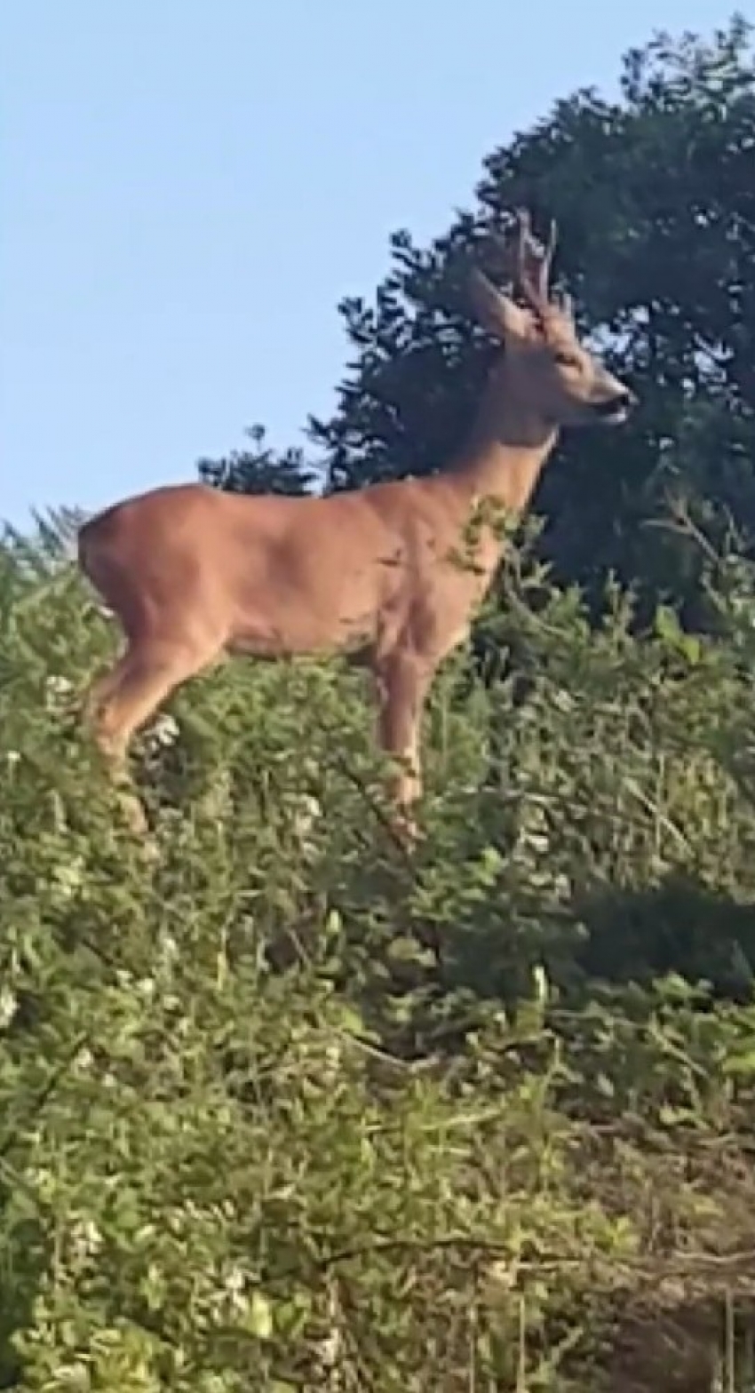 Şaşırtan görüntü, otoban kenarında karaca görüntülendi