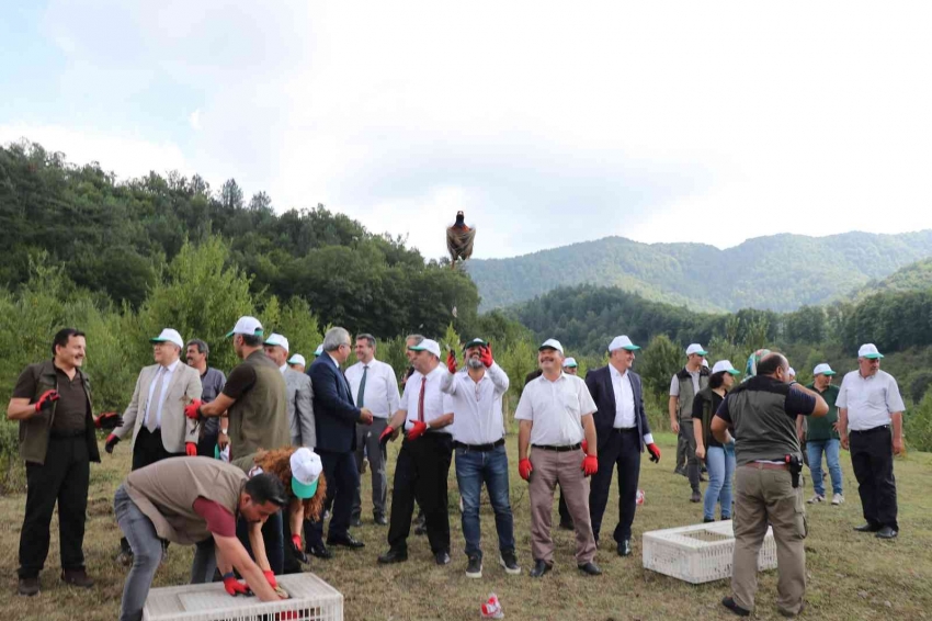 Bin sülün doğaya salındı