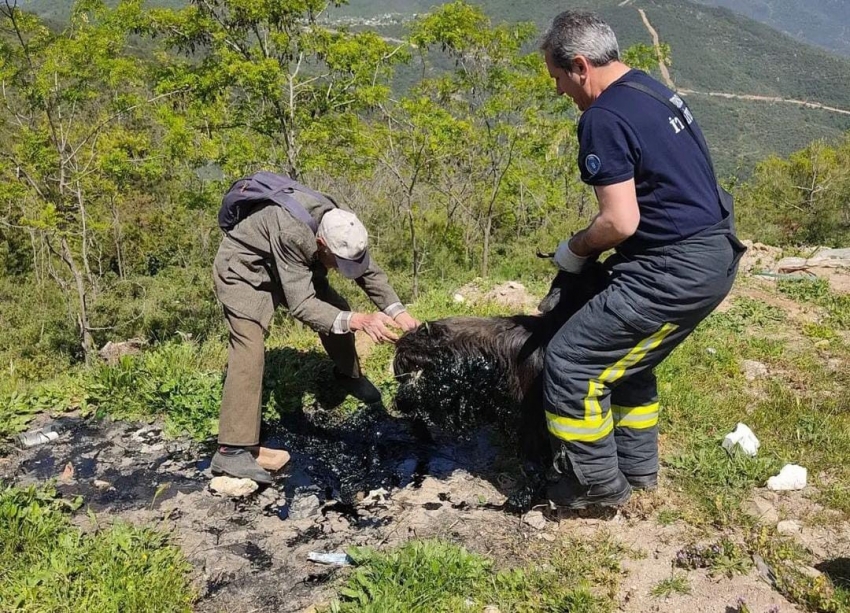 Zifte saplanan keçiyi itfaiye ekipleri kurtardı