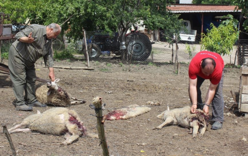 Bursa'da köpekler 5 koyunu telef etti