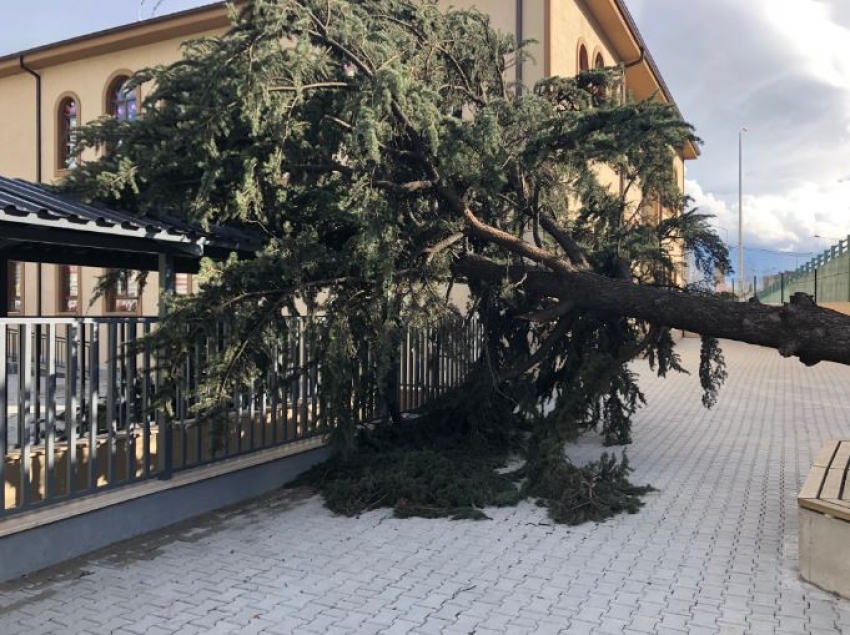 Lodos okul bahçesindeki ağacı devirdi