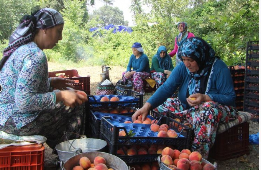 Bursa'da şeftali hasadı ve fiyatları yüzleri güldürdü