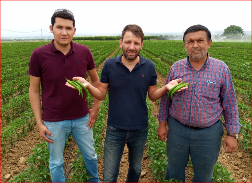 Avrupa’nın biberi Yenişehir’den