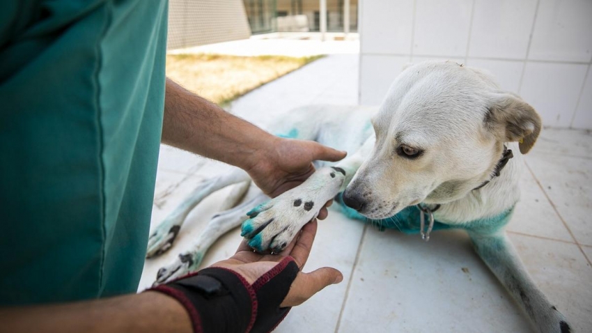 Bursa'da köpeğe işkence!