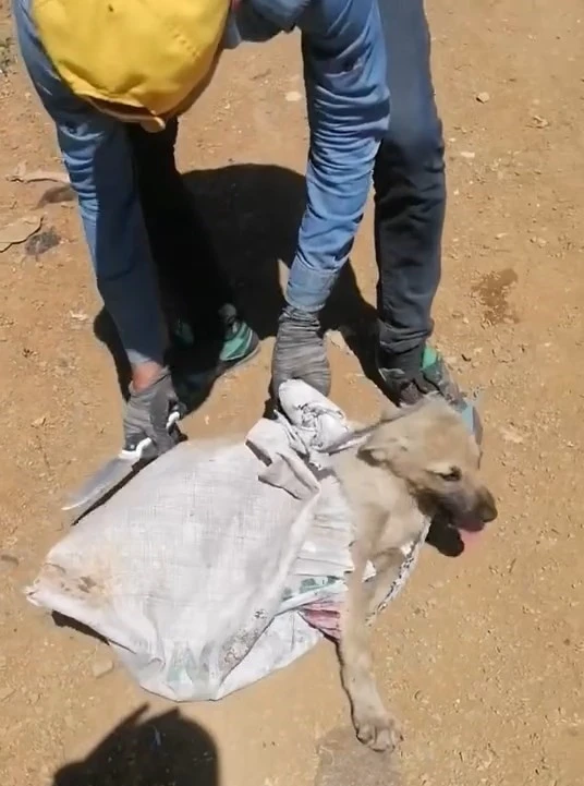 Elazığ’da çuvala konulan köpek ölüme terk edildi
