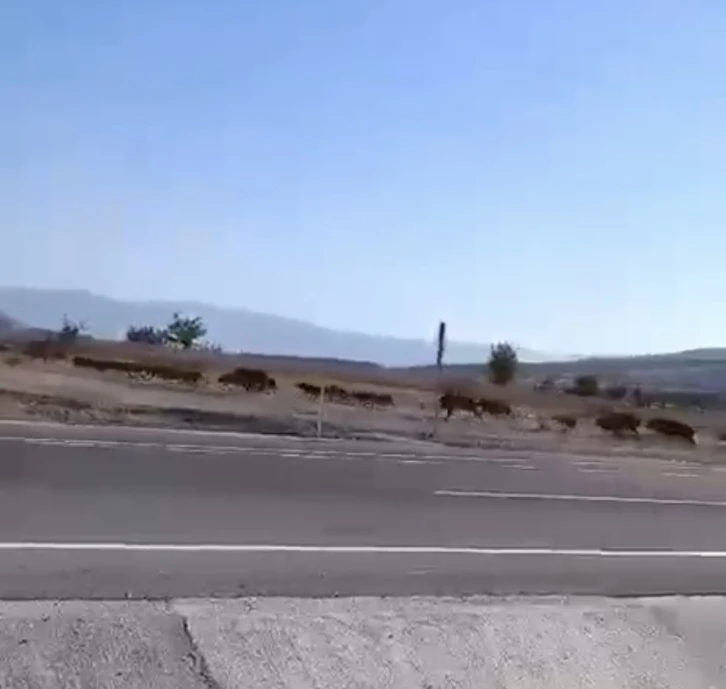 Elazığ’da domuz sürüsü görüntülendi
