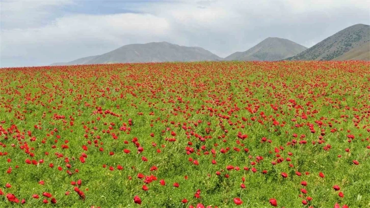 Elazığ’da gelincikler tarlaları kırmızıya boyadı
