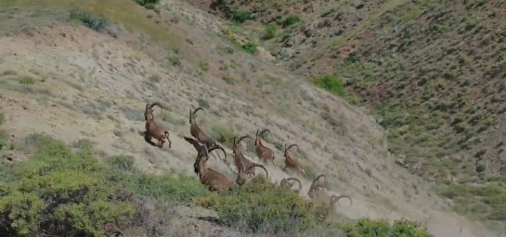 Elazığ’da koruma altında bulunan çengel boynuzlu dağ keçileri görüntülendi
