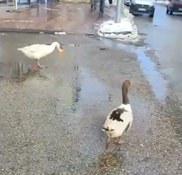 Elazığ’da sürüden ayrılan 2 kaz yolunu şaşırıp trafiğe çıktı
