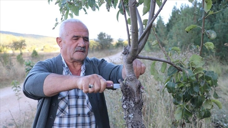 Emekli işçi köy yolundaki ağaçları meyve vermesi için gönüllü aşılıyor