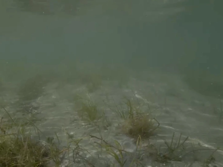 Erdek’teki deniz çayırı katliamı su altı kamerasına yansıdı: Tahribat inanılmaz boyutta
