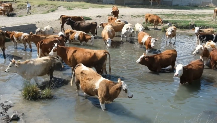 Erzincan’da bu kez mandalar değil, inekler serinledi
