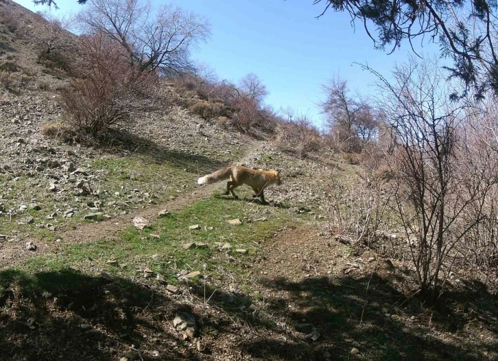 Erzincan’da yaban hayatı fotokapanlara yansıdı
