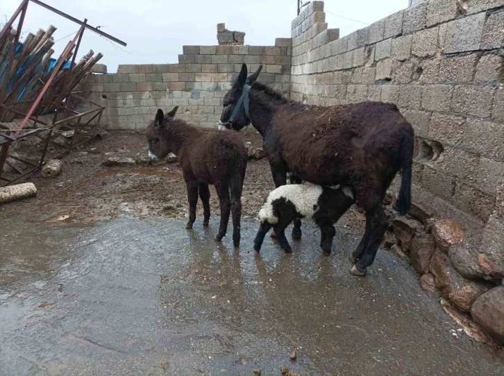 Eşek kuzuya annelik yapıyor
