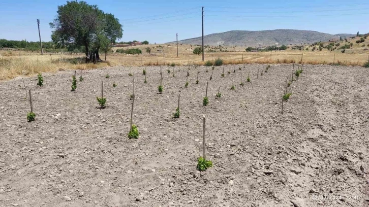 Eskişehir’de ’GÜNY’ÜZÜM Projesi’ ile dikilen fidanlar yeşeriyor
