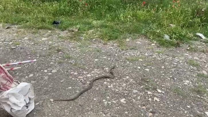 Evin bahçesine giren yılan korku dolu anlar yaşattı
