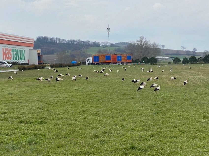 Leylekler Bursa'ya zorunlu iniş yaptı