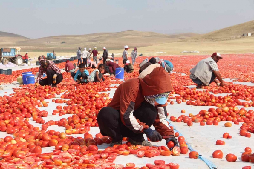 20 bin dekar alanda domates hasadı sürüyor