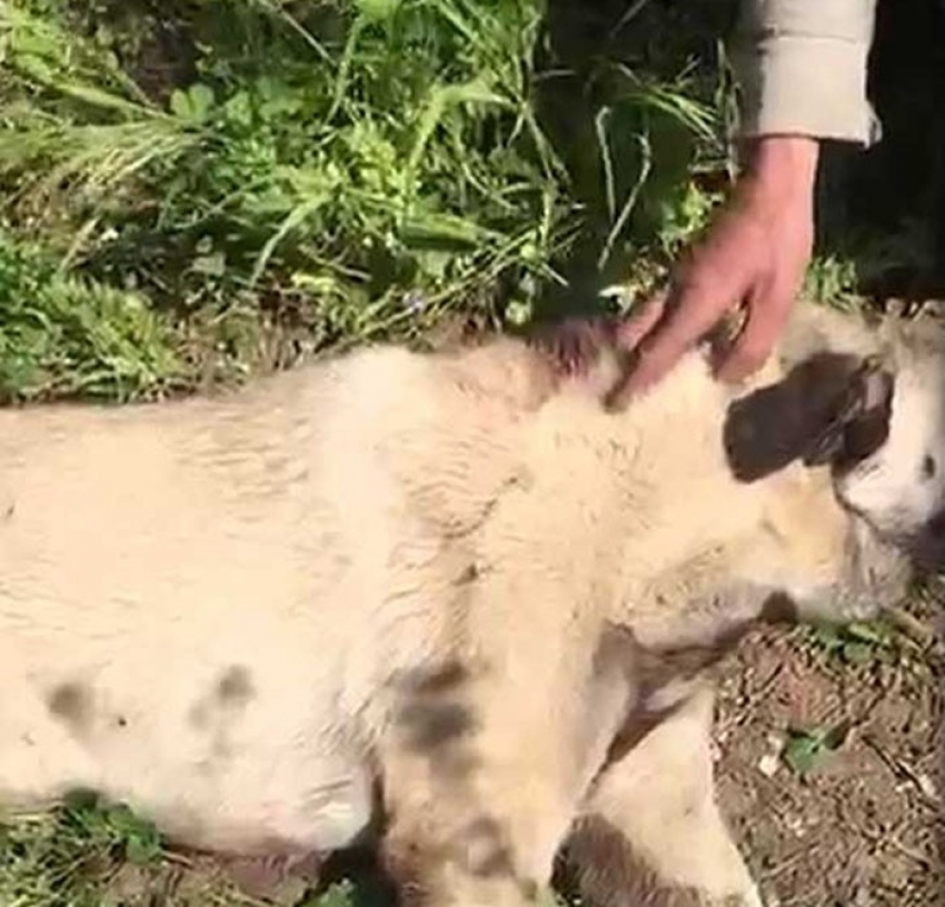 Bursa'da sahibi tarafından vurulduğu iddia edilen köpek 