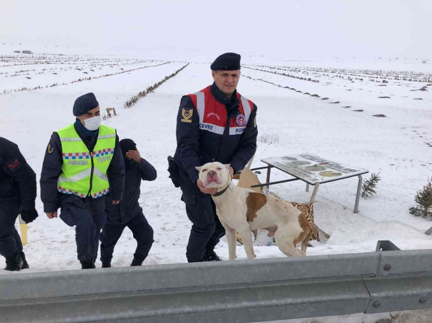 Terk edilen pitbull ırkı köpeğe Jandarma ekipleri sahip çıktı