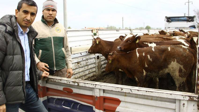 Genç çiftçilere büyükbaş hayvan desteği