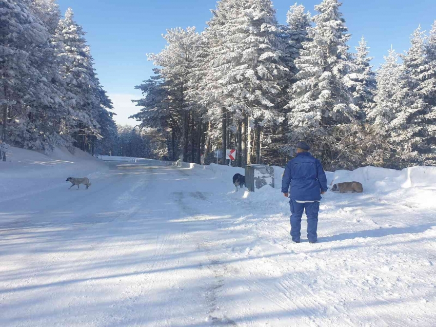 Uludağ’da aç kalan köpeklere jandarma şefkati