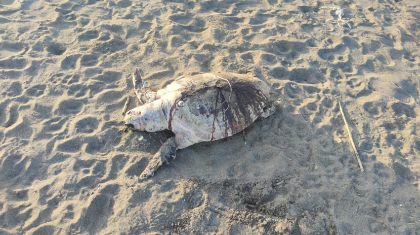 Hatay sahilinde ölü caretta caretta bulundu