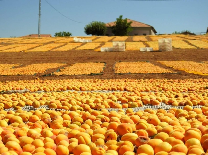 Malatya sarıya boyandı