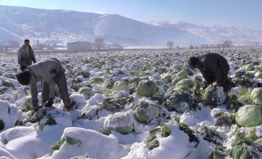 Lahanalar kar altında kaldı