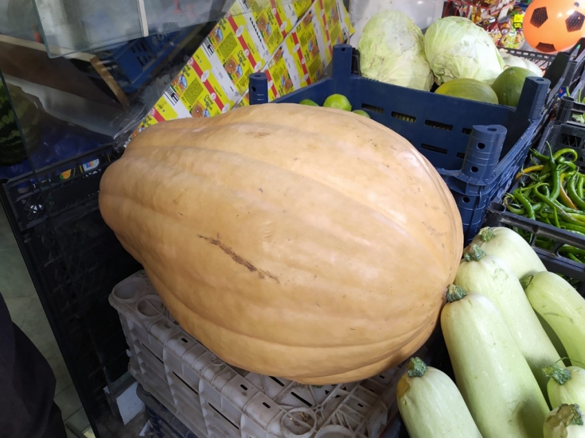 Bu bal kabağı tam 33,8 kilogram