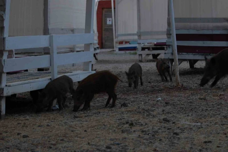 Fethiye’de domuz yavruları plaja indi
