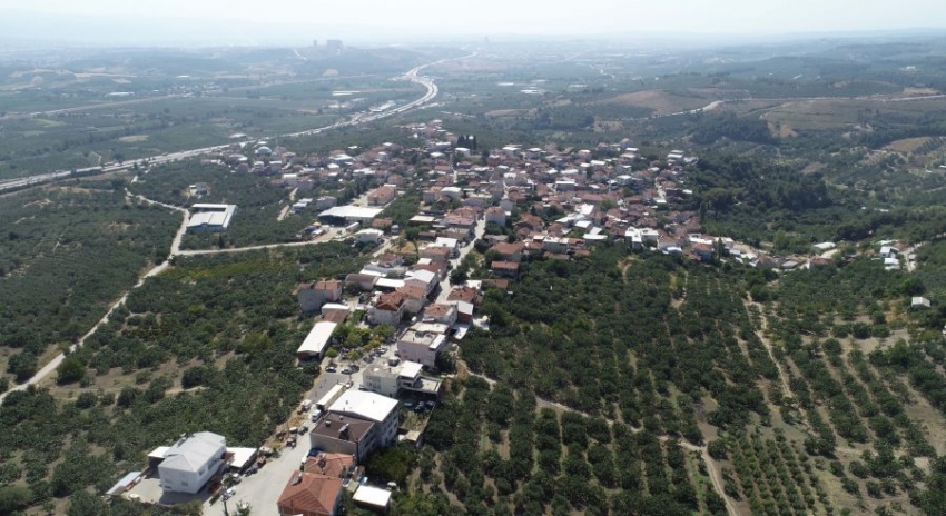 Dünyanın en kaliteli inciri Bursa'nın o köyünde üretiliyor