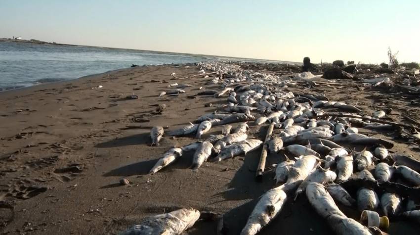 Mersin’de balık ölümleri inceleniyor