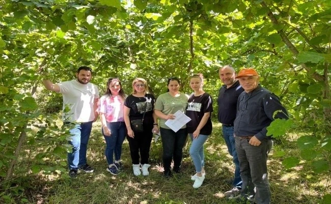 Fındık rekoltesi doğuda düşüyor, batıda yükseliyor
