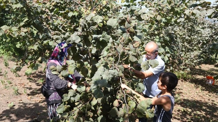 Fındık üreticileri maliyetleri düşürmek için mahsulünü torunlarıyla topluyor