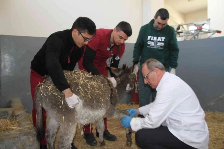 Fırat Üniversitesi Hayvan Hastanesi’nde bir yıl 7 bin 600 hayvan tedavi edildi
