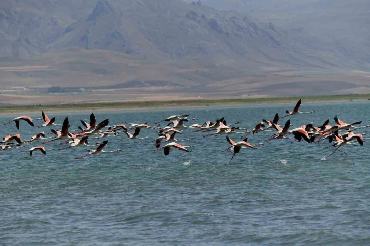 Flamingolar kuraklığa rağmen Erçek Gölü’nde
